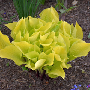 Designer Genes Hosta