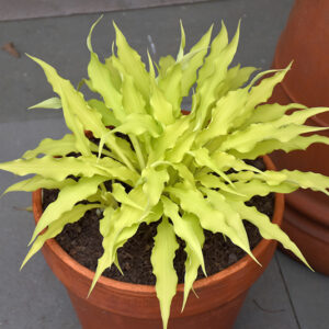 Wiggles and Squiggles Hosta