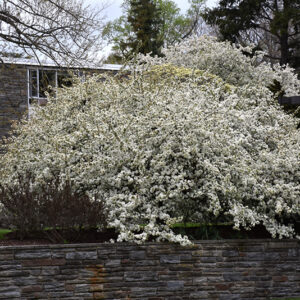 Sargent's Flowering Crab in bloom