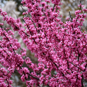 Appalachian Red Redbud flowers