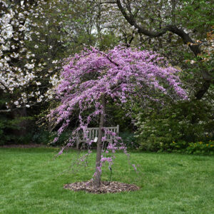Cascading Hearts Redbud in bloom