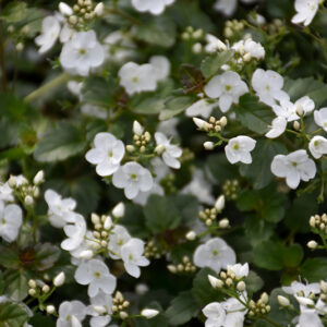 Whitewater Speedwell flowers