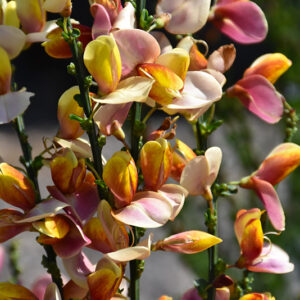 Sister Disco&reg; Scotch Broom flowers