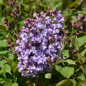 Scentara&reg; Double Blue Lilac flowers