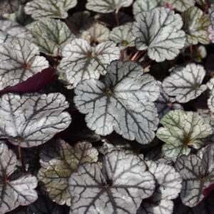 Silver Scrolls Coral Bells foliage