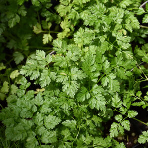 Chervil foliage