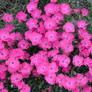 Vivid&trade; Bright Light Pinks flowers