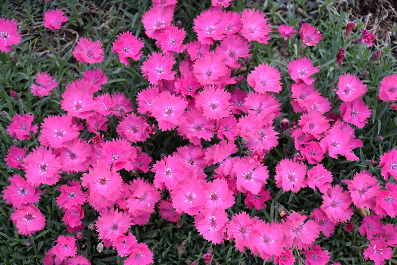 Vivid™ Bright Light Pinks flowers