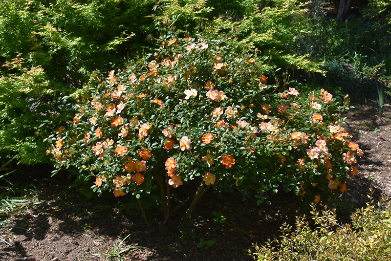 Oso Easy® Paprika Rose in bloom