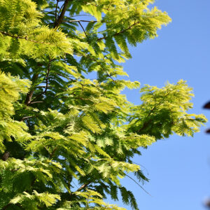 Amber Glow&trade; Dawn Redwood foliage