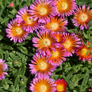 Ocean Sunset&trade; Orange Glow Ice Plant flowers