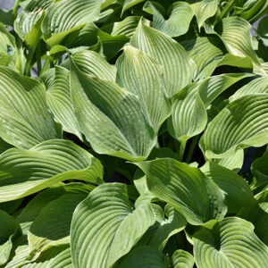 Jurassic Park Hosta foliage