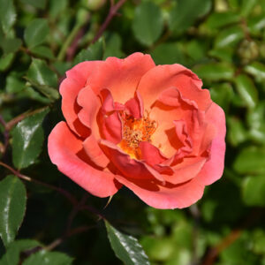 Coral Knock Out&reg; Rose flowers