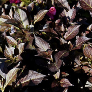 Midnight Wine Shine&reg; Weigela foliage