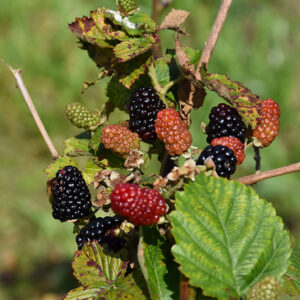 Arapaho Blackberry fruit