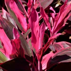 Red Sister Hawaiian Ti Plant foliage
