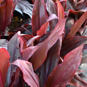 Auntie Lou Hawaiian Ti Plant foliage