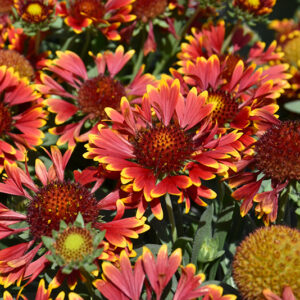 SpinTop&trade; Orange Halo Blanket Flower flowers