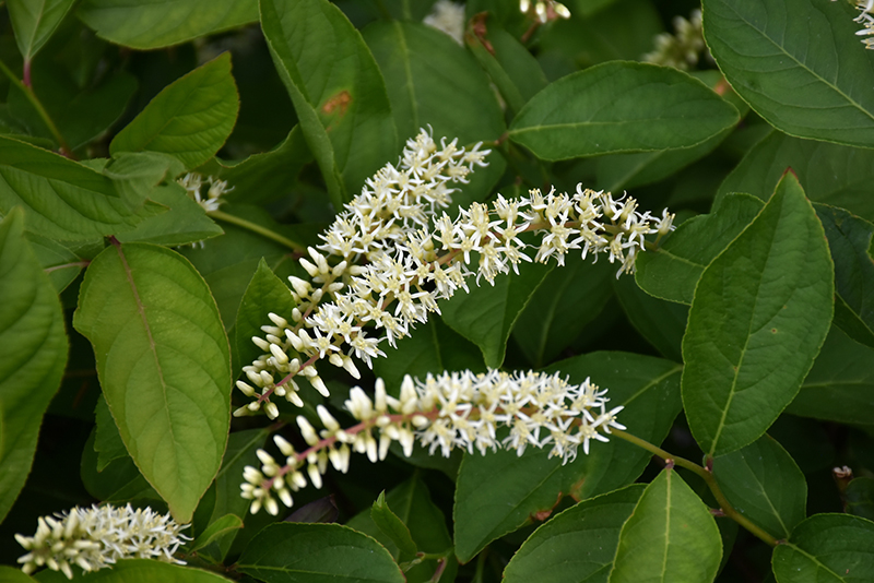 Scentlandia® Virginia Sweetspire flowers
