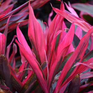 Maria Cordyline foliage