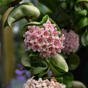 Hindu Rope Plant flowers