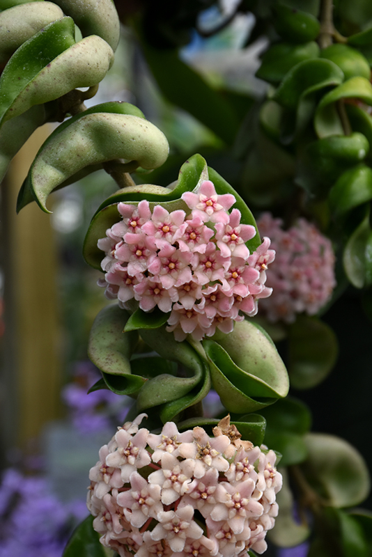 Hindu Rope Plant flowers