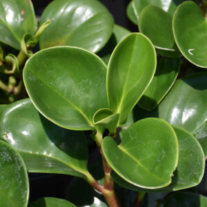 Baby Rubber Plant foliage