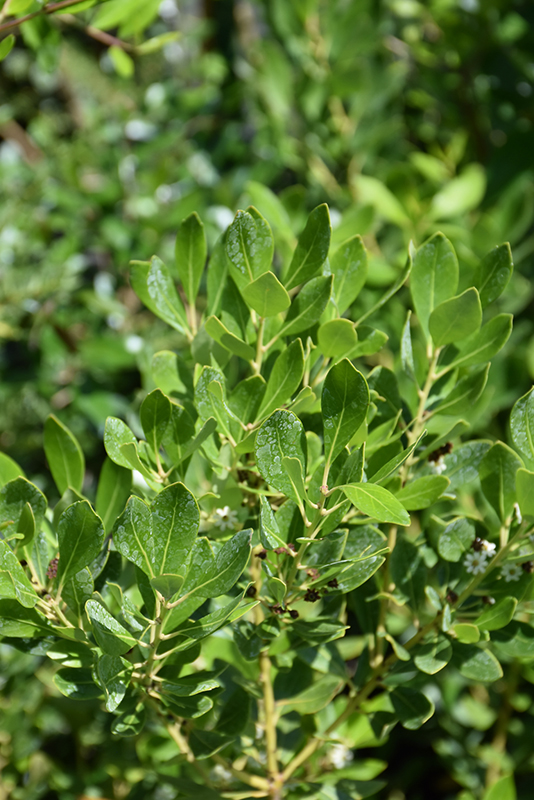 Inkberry Holly foliage