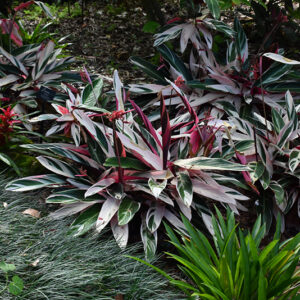 Tricolor Stromanthe