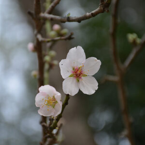 Almond flowers
