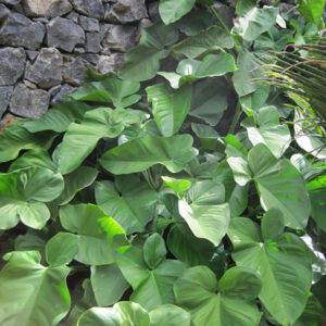 Arrowhead Vine