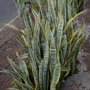 Striped Snake Plant