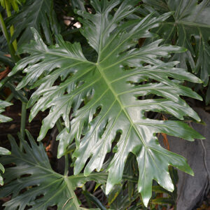 Tree Philodendron foliage