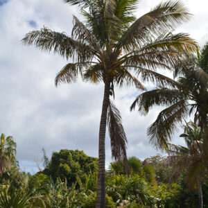 Coconut Palm