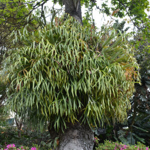 Staghorn Fern