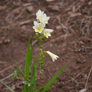 White Freesia flowers