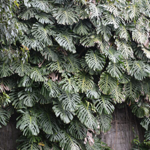 Monstera Deliciosa Plant