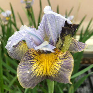Peacock Butterfly&trade; Uncorked Iris flowers