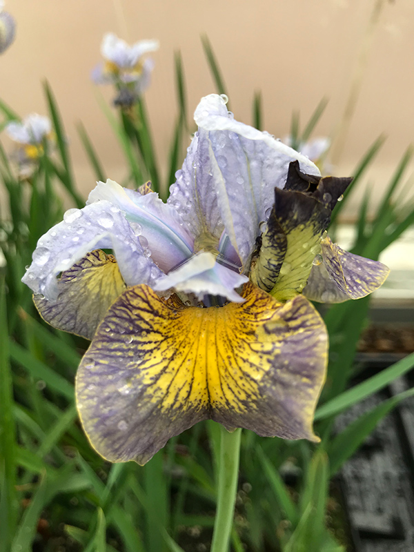 Peacock Butterfly™ Uncorked Iris flowers