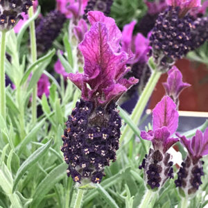Anouk Spanish Lavender flowers
