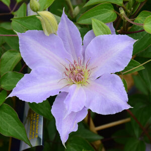 Tranquilite&trade; Clematis flowers