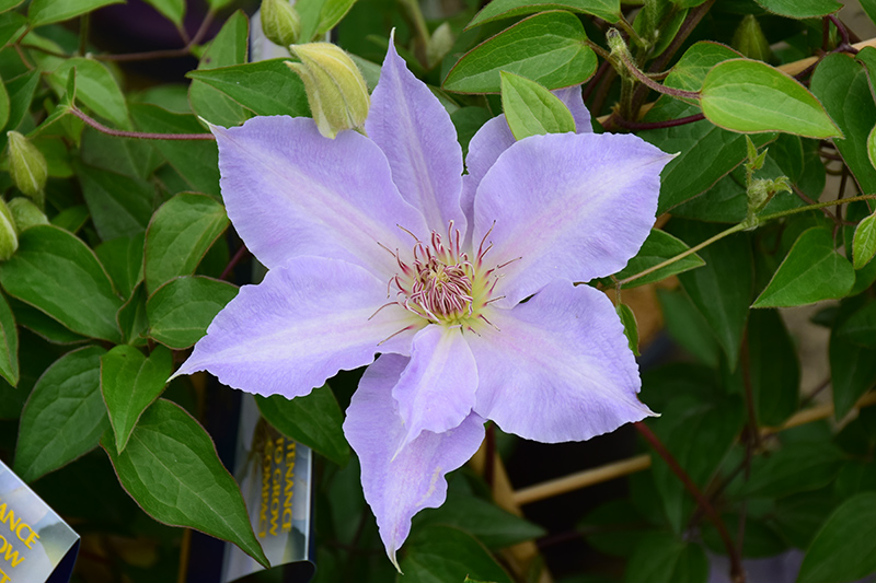 Tranquilite™ Clematis flowers