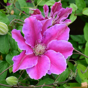 Dr. Ruppel Clematis flowers