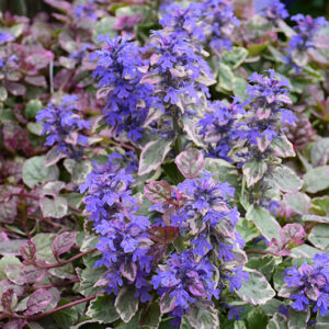 Burgundy Glow Bugleweed flowers