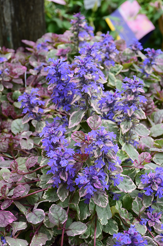 Burgundy Glow Bugleweed flowers