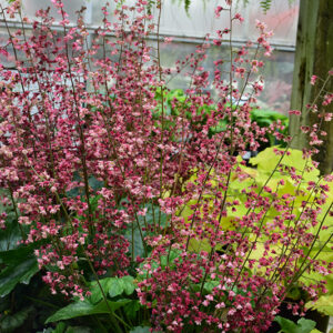 Berry Timeless Coral Bells in bloom