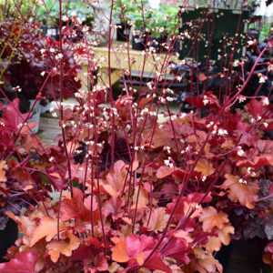 Peach Flambe Coral Bells in bloom