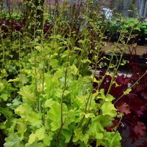 Lime Marmalade Coral Bells in bloom