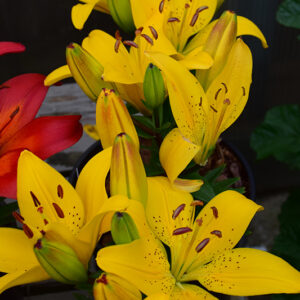 Golden Matrix&reg; Lily flowers