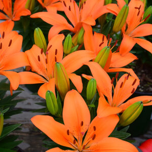 Matrix Orange&reg; Lily flowers